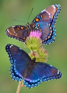 shutterstock_2392605